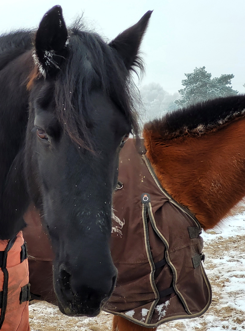 Winter auf dem Paddock