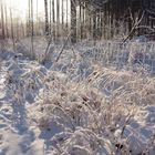 Winter auf dem Pöhlberg / 2