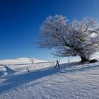 Winter auf dem Schauinsland 01