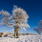 Winter auf dem Schauinsland 04