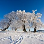 Winter auf dem Schauinsland 05