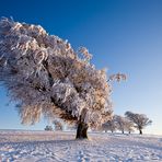 Winter auf dem Schauinsland 14