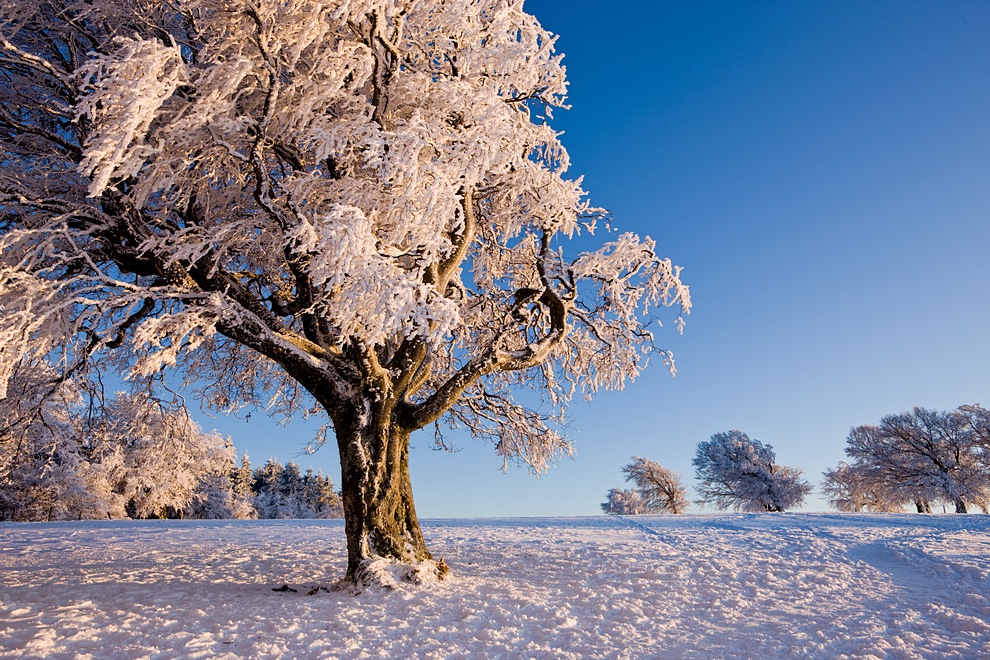 Winter auf dem Schauinsland 15