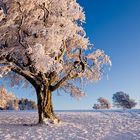 Winter auf dem Schauinsland 15