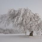 Winter auf dem Schauinsland 23