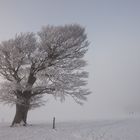 Winter auf dem Schauinsland 24