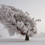 Winter auf dem Schauinsland 25