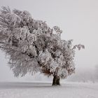 Winter auf dem Schauinsland 26