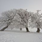 Winter auf dem Schauinsland 27