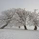 Winter auf dem Schauinsland 27