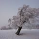 Winter auf dem Schauinsland 28