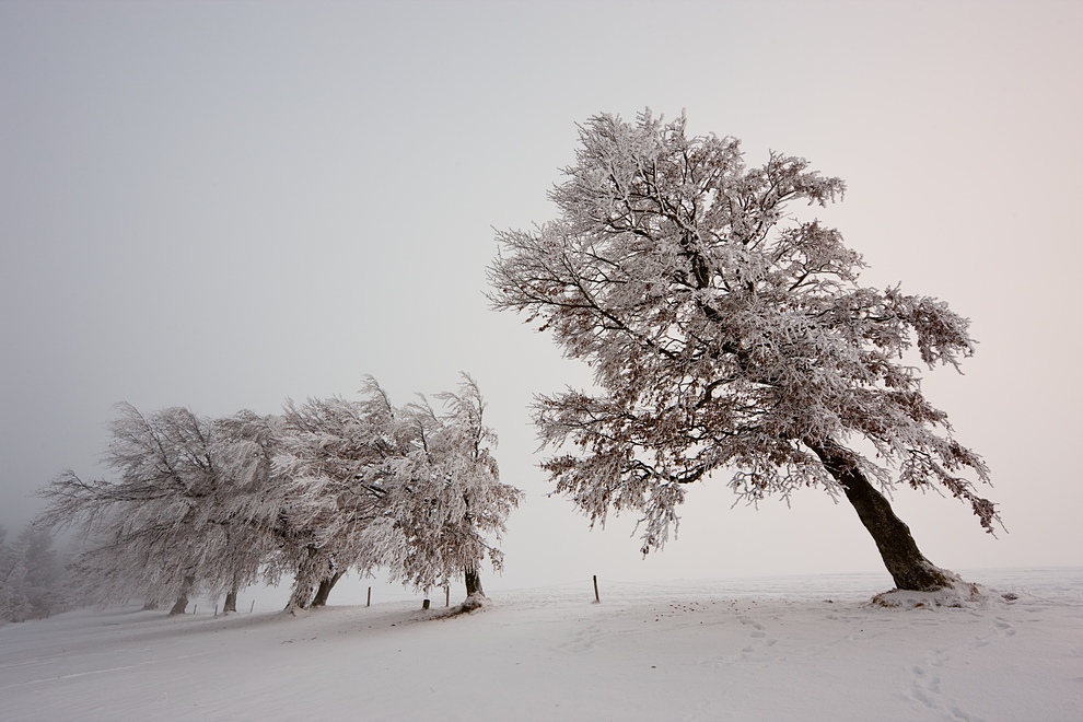 Winter auf dem Schauinsland 29