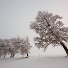 Winter auf dem Schauinsland 29