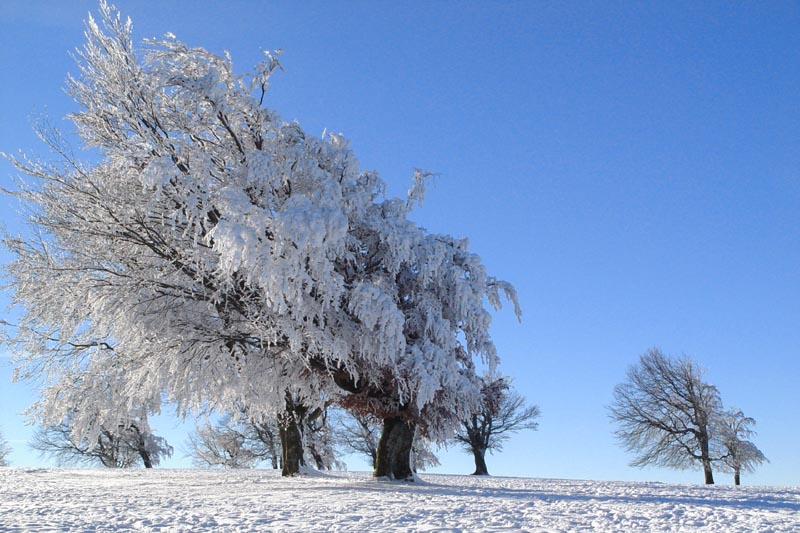 Winter auf dem Schauinsland