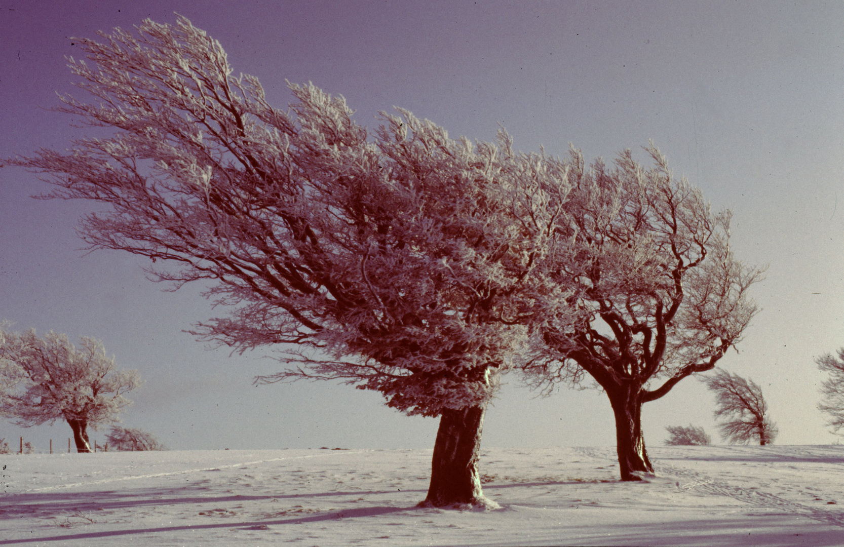 Winter auf dem Schauinsland