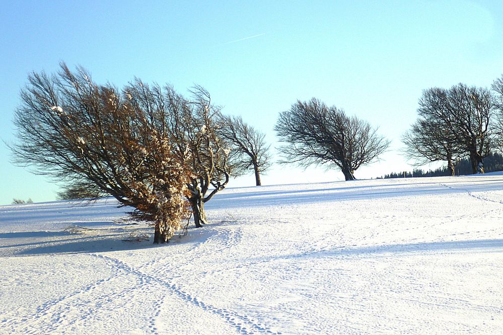 Winter auf dem Schauinsland mit Wetterbuchen.