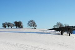 Winter auf dem Schauinsland mit Wetterbuchen/Windbuchen.