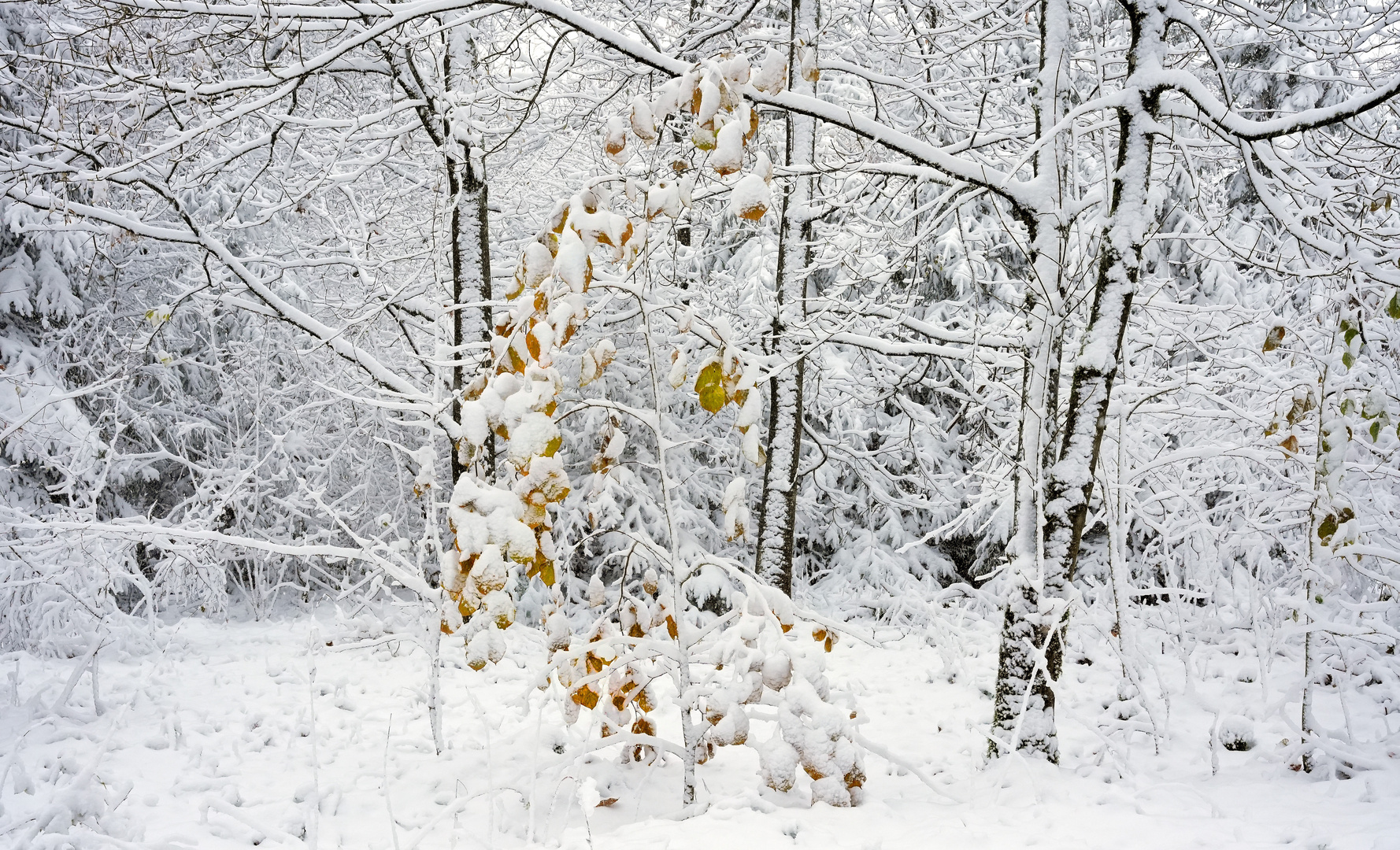 Winter auf dem Stimm Stamm