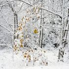 Winter auf dem Stimm Stamm