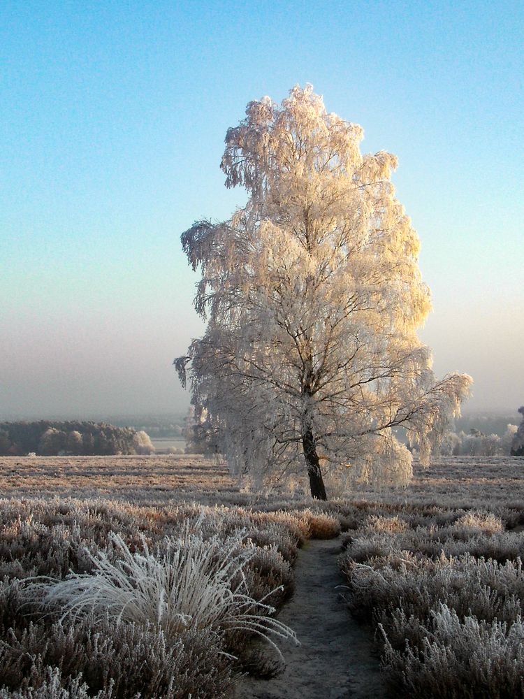 Winter auf dem Wietzer Berg Dezember 2007