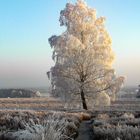 Winter auf dem Wietzer Berg Dezember 2007