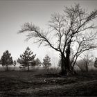 Winter auf der Heide