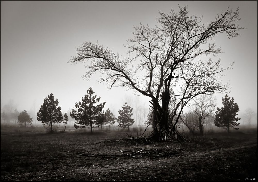 Winter auf der Heide