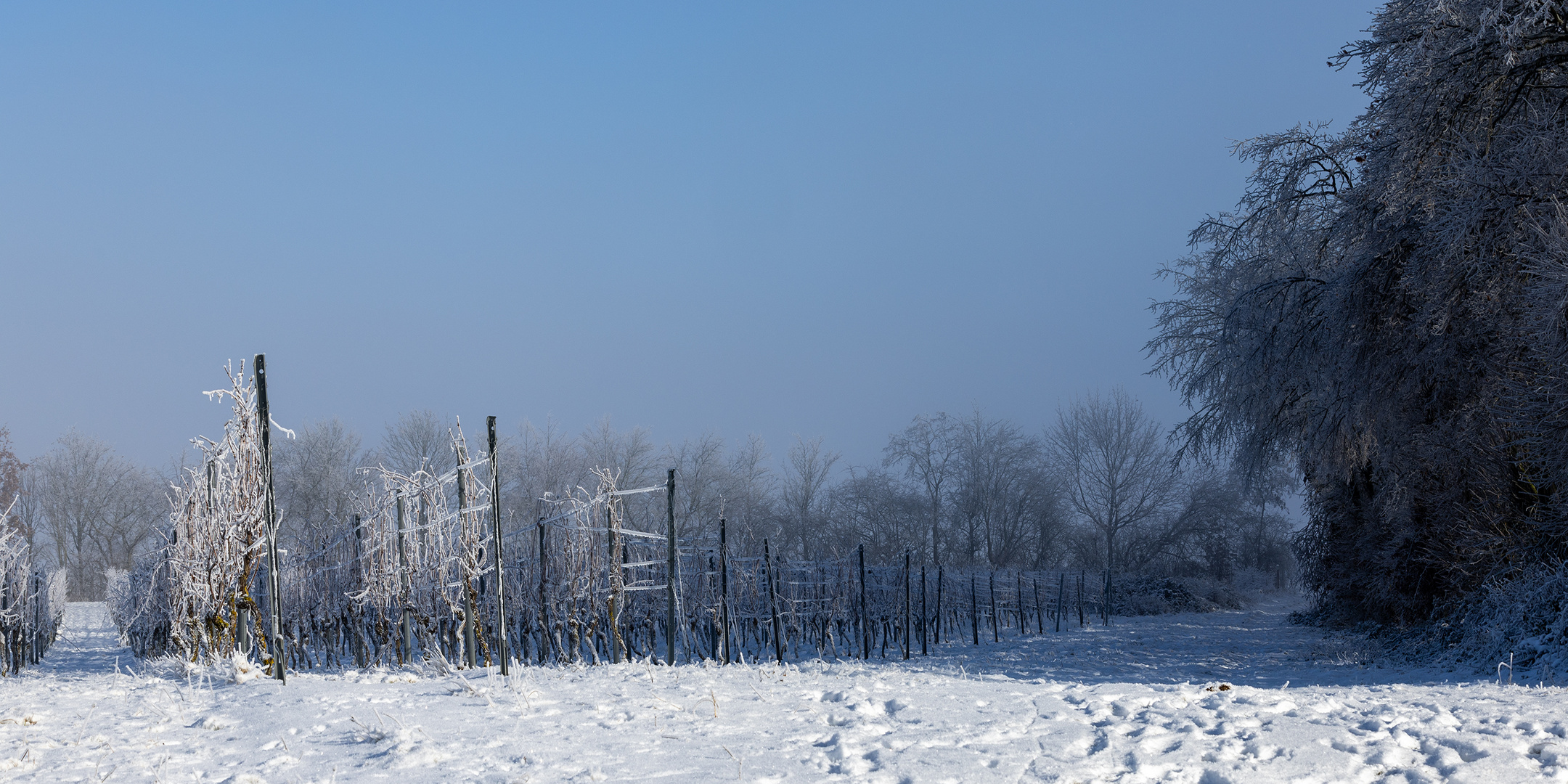 Winter auf der Hochebene der Rheinhessischen Schweiz - I -