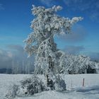 Winter auf der Hornisgrinde