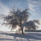 * Winter auf der Schwäbischen Alb *