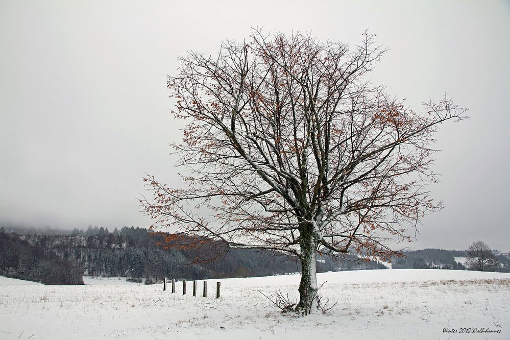 Winter auf der Schwäbischenalb