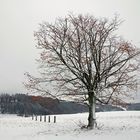 Winter auf der Schwäbischenalb