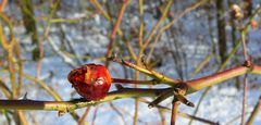 Winter auf der Sophienhöhe