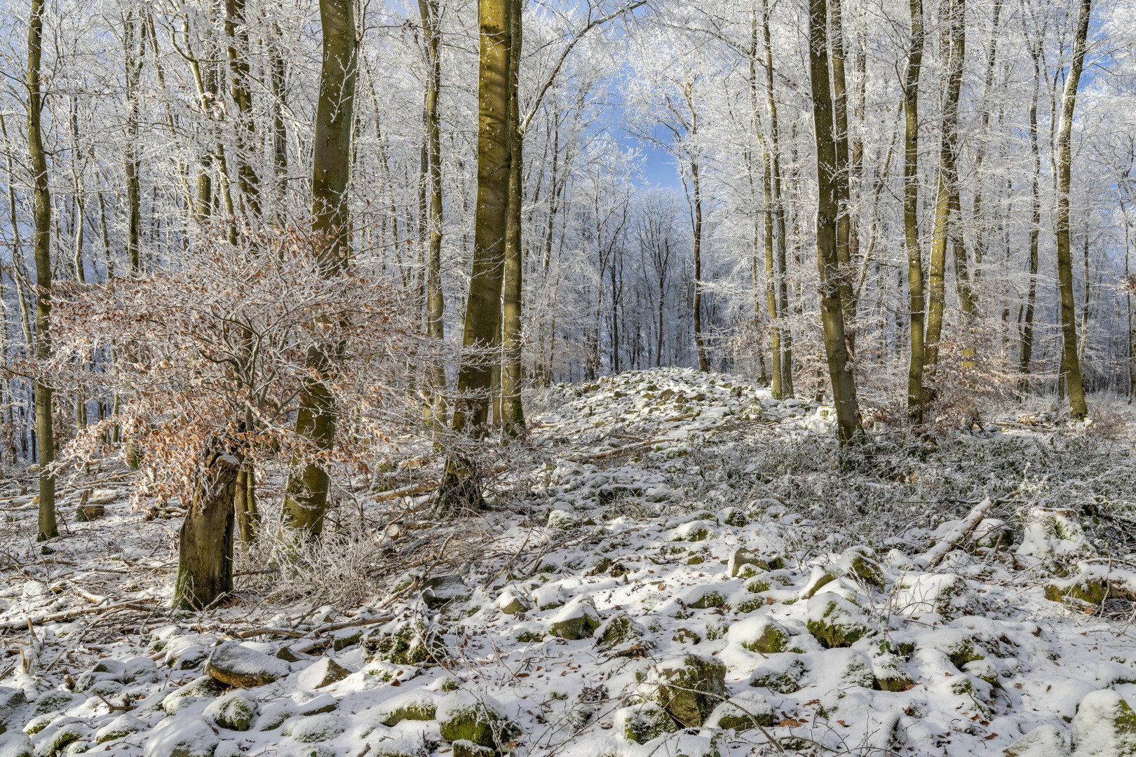 *Winter auf der Steineberger Ley*