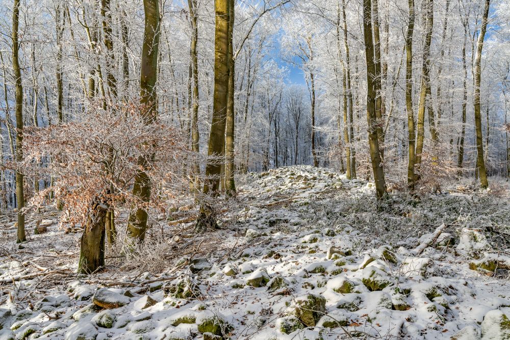 *Winter auf der Steineberger Ley*