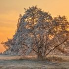 Winter auf der Storchenwiese