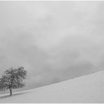 winter auf der streuobstwiese.....