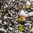 winter auf der streuobstwiese II.....