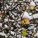 winter auf der streuobstwiese II.....