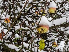 winter auf der streuobstwiese II.....