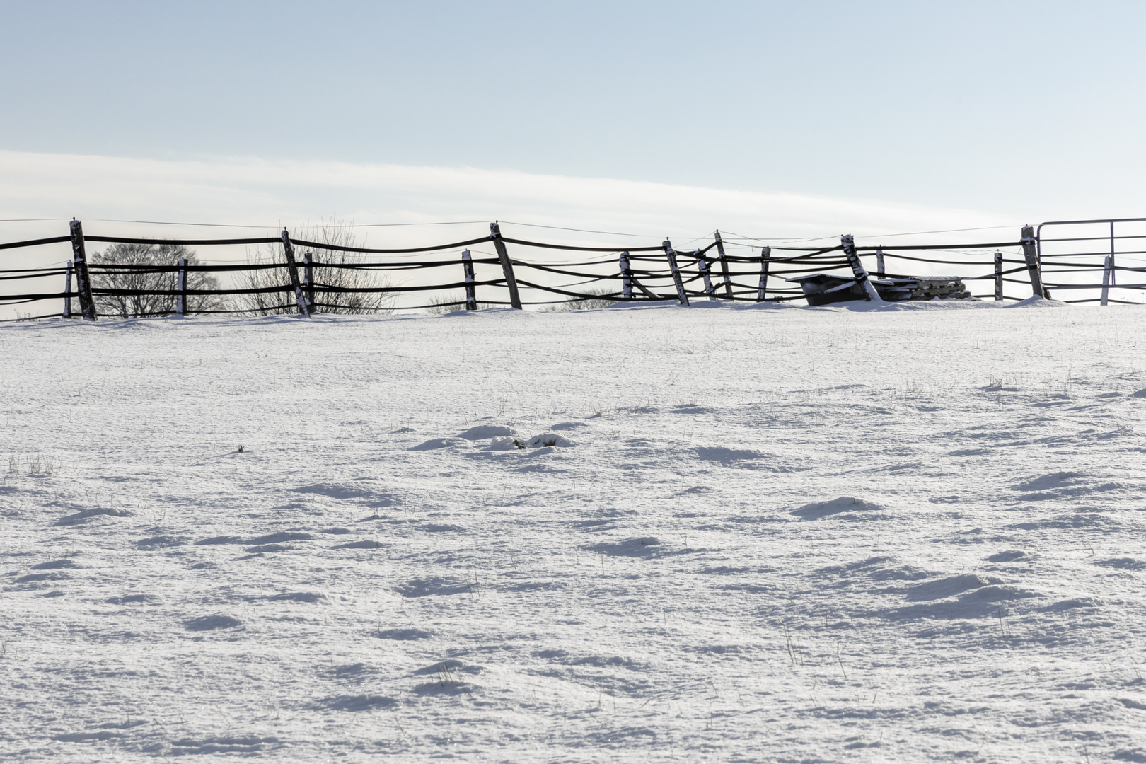 Winter auf der Weide