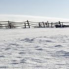 Winter auf der Weide