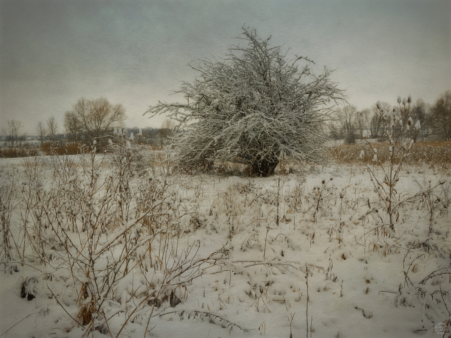 Winter auf der Wiese