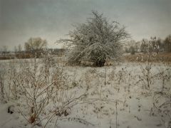 Winter auf der Wiese