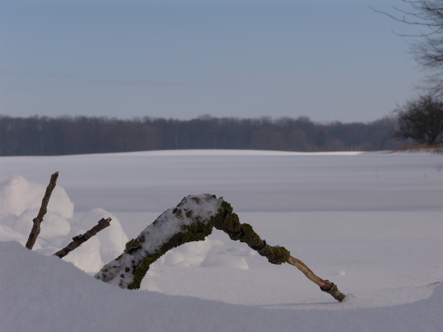 Winter auf einer Lichtung