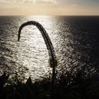 Winter auf Madeira