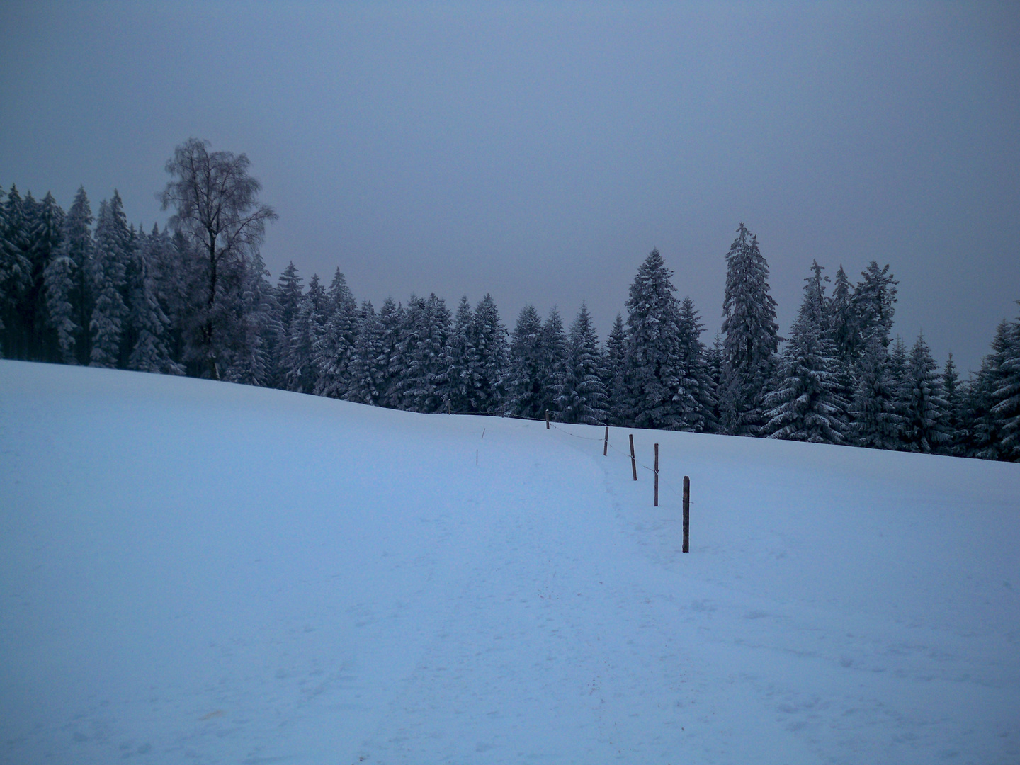 Winter auf Pfänder