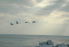 Winter auf Rügen 9