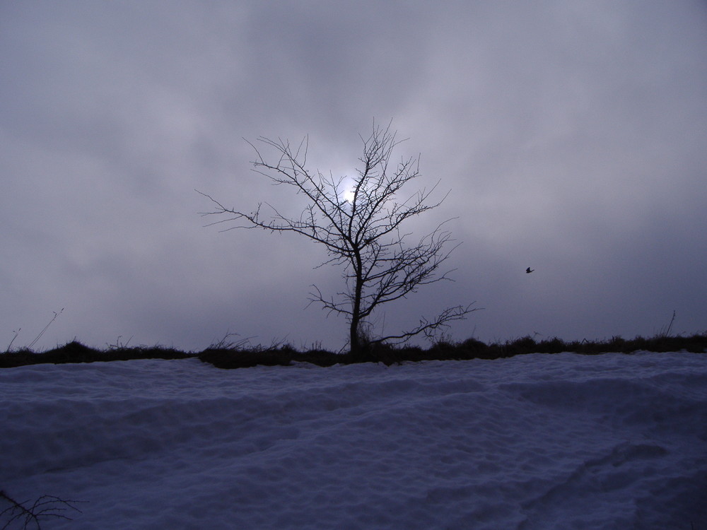 Winter auf Rügen