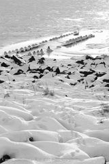 Winter auf Rügen - Thiessow 3